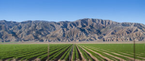 rows of green plants in agriculture field with mountains of central valley, CA in the background